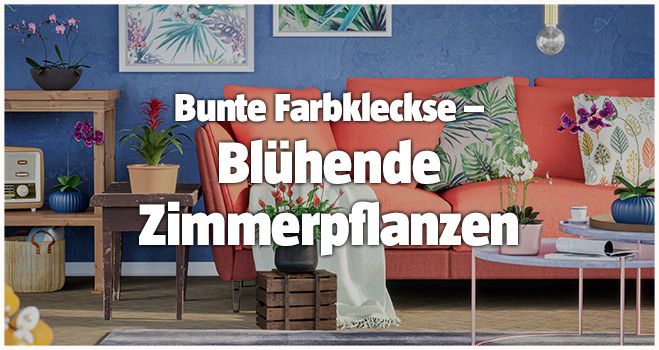 Blühende Zimmerpflanzen