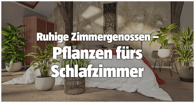 Pflanzen fürs Schlafzimmer