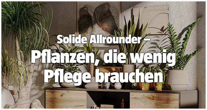 Pflanzen die wenig Pflege brauchen