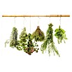 CUCINE Küchenrückwand (Dried Herbs, 60 x 40 cm, Stärke: 6 mm, Einscheibensicherheitsglas (ESG))