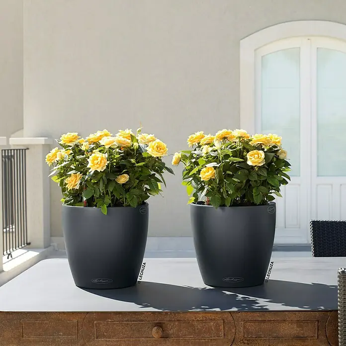 Lechuza Classico Pflanztopf Color - Außenmaß (Ø x H): 21,5 x 20,5 cm, Kunststoff, Schiefergrau - Zwei graue LECHUZA Pflanzgefäße mit gelben Rosen stehen auf einem Tisch.