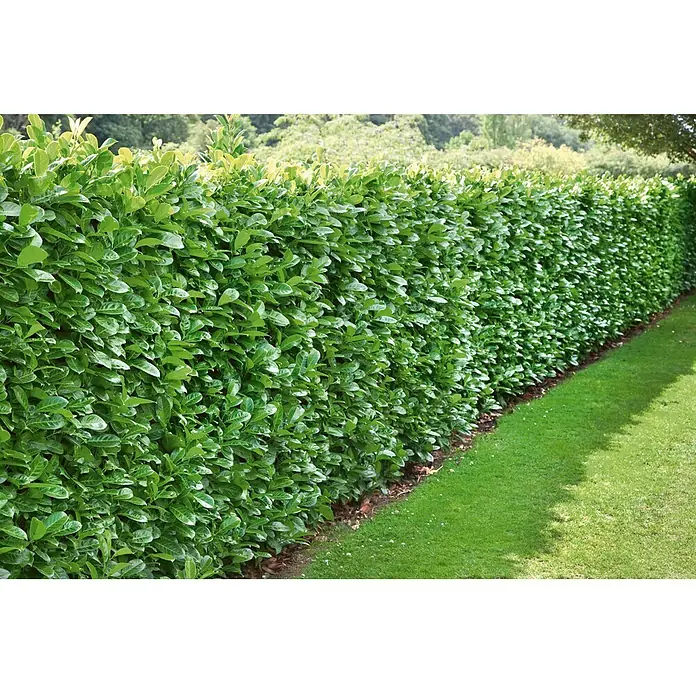 Piardino Kirschlorbeer Novita - Prunus laurocerasus 'Novita', Aktuelle  Wuchshhe: 60 cm - 80 cm, Topfvolumen: 5 l online kaufen bei BAUHAUS