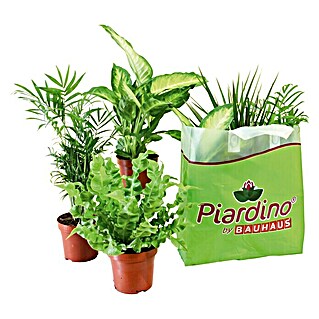 Piardino Zimmerpflanzen-Set (Topfgröße: 12 cm)