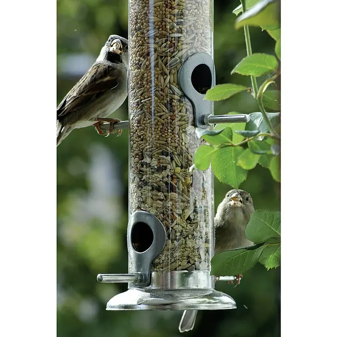Dobar Futterspender mit Acrylglasröhre - Ø x H: 9,5 x 39 cm, Silber - Zwei Spatzen genießen das Futter aus einem befüllten, klaren Vogelfutterspender mit silbernen Details.