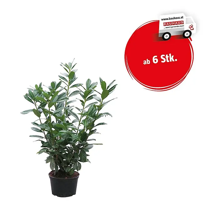 monstera ideal temperature Monstera Plant Care - How to Grow Monstera deliciosa main image 0