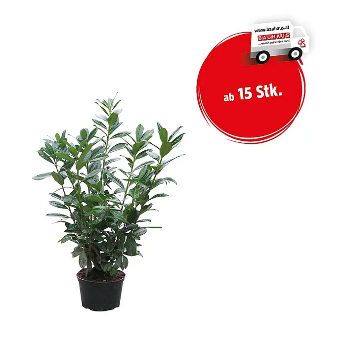 Piardino Kirschlorbeer (Prunus laurocerasus, Aktuelle Wuchshhe: 140 cm -  160 cm, Topfvolumen: 10 l) | BAUHAUS