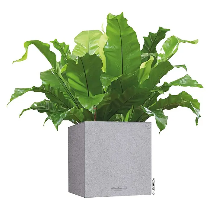 Lechuza Color Pflanzkasten Canto - Außenmaß (L x B x H): 30 x 30 x 30 cm, Kunststoff, Steingrau - Zimmerpflanze in grauem LECHUZA-Würfel. Grüne Blätter ragen aus dem Topf und sorgen für einen frischen Look. Perfekt für den Innenbereich.