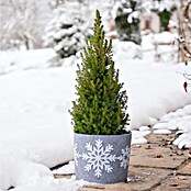 Windhager Dekoartikel Schneeflocke (Grau, Frostschutz, Länge: 25 cm, Rund) | BAUHAUS