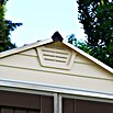 Palram Gerätehaus Skylight 6x8 Tan (1,85 x 2,3 m, Wandstärke: 1 mm, Farbe: Beige/Braun)