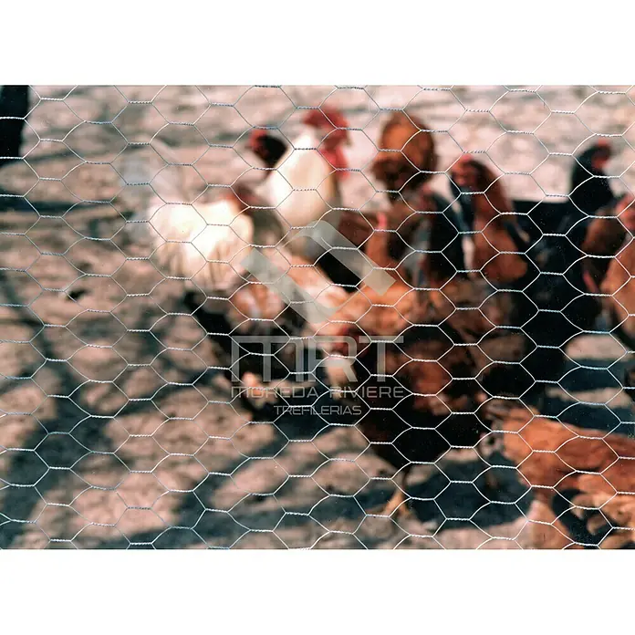 Malla metálica Triple Torsión - L x Al: 10 x 1 m, Alambre de acero, Efecto aluminio, 19 mm - Primer plano de una malla de gallinero que rodea a un grupo de gallinas en un recinto, ideal para la protección de aves de corral.