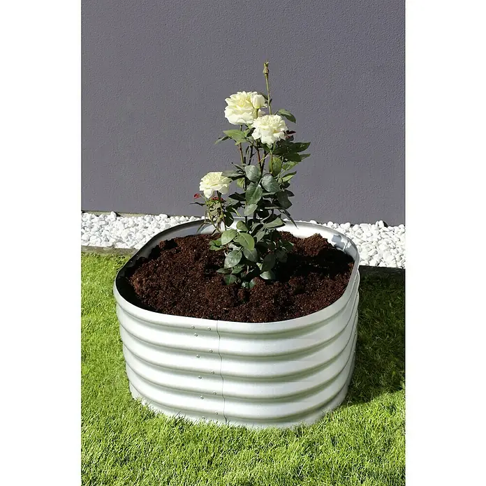 Vitavia Hochbeet Terra 401 - 82 x 82 x 40,1 cm, Zincalume®, Blank - Nahaufnahme eines Hochbeets aus Metall mit weißen Rosenblüten, gefüllt mit Erde und auf einer grünen Rasenfläche platziert.