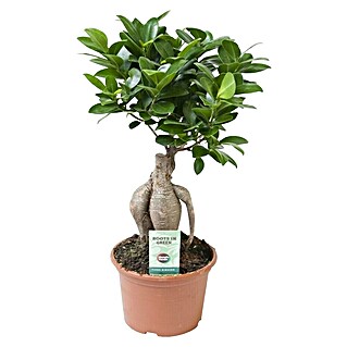 Piardino Laurel de Indias (Ficus microcarpa, Verde)