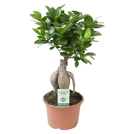 Piardino  Laurel de Indias
