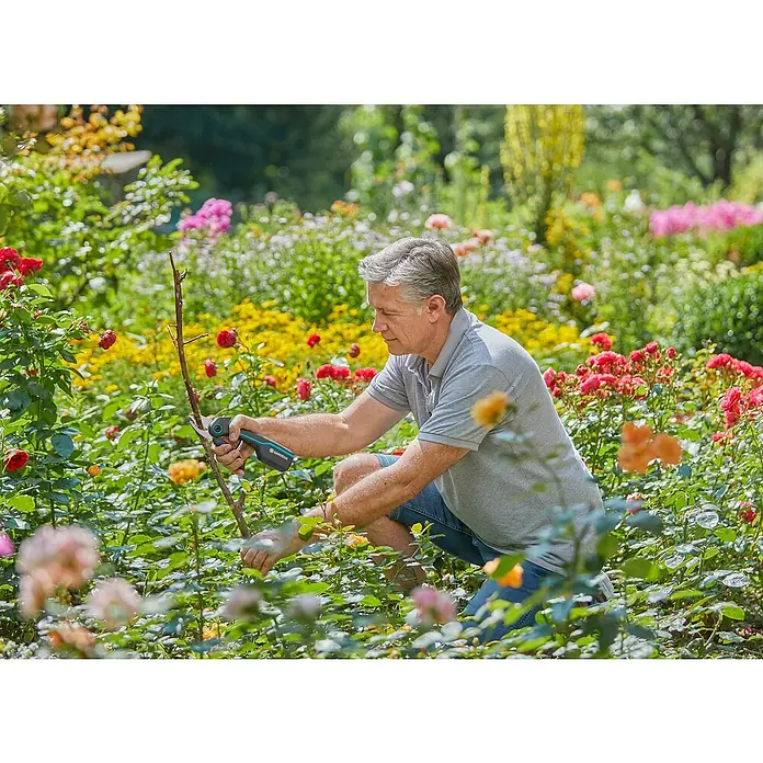 Gardena Tijeras de podar de batería AssistCut - L x An x Al: 270 x 70 x 30 mm, Grosor de rama máx.: 25 mm - Un hombre está arrodillado en el jardín y corta una rama con una podadora de batería Gardena, cuidando rosas.