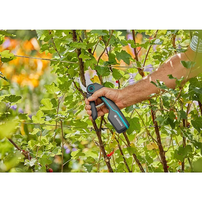Gardena Tijeras de podar de batería AssistCut - L x An x Al: 270 x 70 x 30 mm, Grosor de rama máx.: 25 mm - Una mano usa unas tijeras de jardín inalámbricas GARDENA para cortar ramas en un arbusto. La herramienta es negra con detalles turquesas.