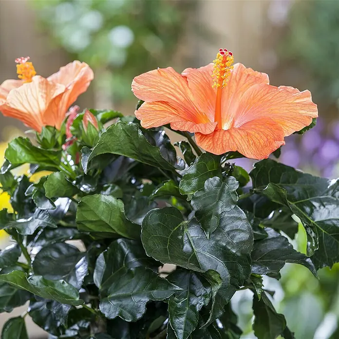 Piardino Garteneibisch - Hibiscus sinensis, Topfgröße: 13 cm, Orange - Nahaufnahme einer Hibiskusblüte mit ihren leuchtenden orangefarbenen Blütenblättern und dem markanten Stempel, umgeben von üppigem Grün.