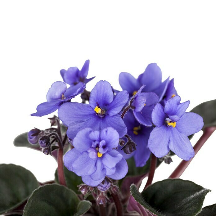Violeta africana (Saintpaulia ionantha, Tamaño de maceta: 6, Color de flor: En función de la variedad)