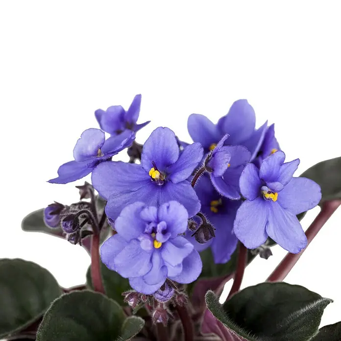 Piardino Violeta africana - Saintpaulia ionantha, Tamaño de maceta: 12 cm, Color de flor: Dependiendo de la variedad - Primer plano de una violeta africana con pétalos morados vibrantes y estambres amarillos, mostrando una planta de interior.
