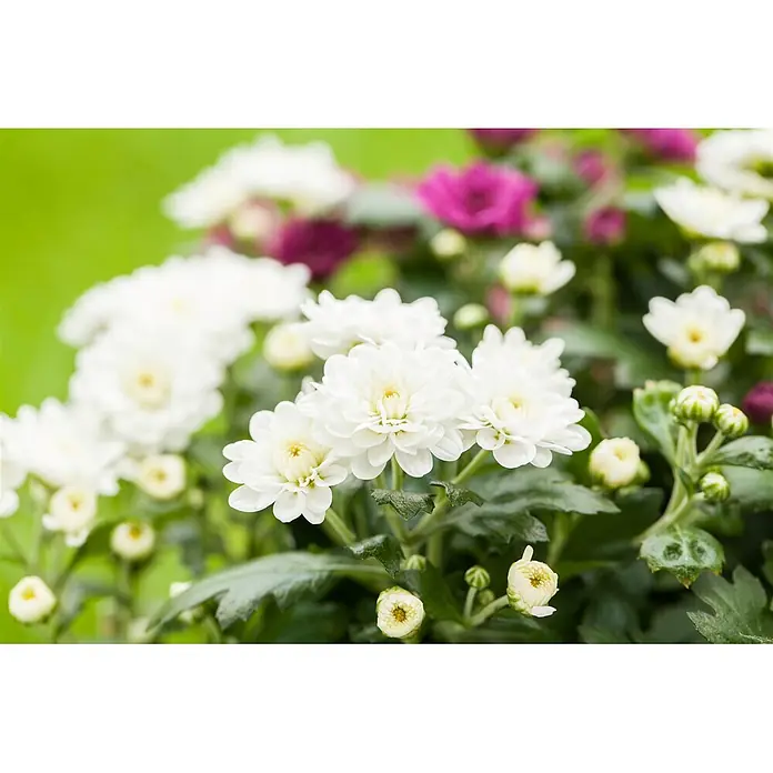 Piardino Herbst-Chrysantheme - Dendranthema multiflora Trio, Mehrfarbig - Nahaufnahme von weißen und violetten Chrysanthemenblüten mit einigen Knospen.
