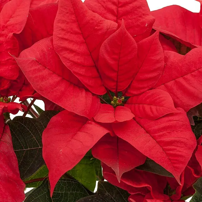 Piardino Weihnachtsstern - Euphorbia pulchierima, Topfgröße: 14 cm, Rot - Nahaufnahme einer roten Poinsettie, die durch ihre leuchtenden Blätter und die feinen Details ihrer Struktur besticht.