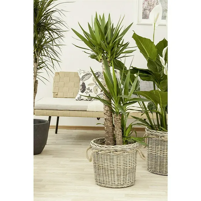 Piardino Palmlilie - Yucca elephantipes, Topfgröße: 24 cm, 3 Stämme gestuft - Eine Nahaufnahme von Zimmerpflanzen, die in attraktiven, grauen Weidenkörben platziert sind, die das natürliche Ambiente des Raumes ergänzen.