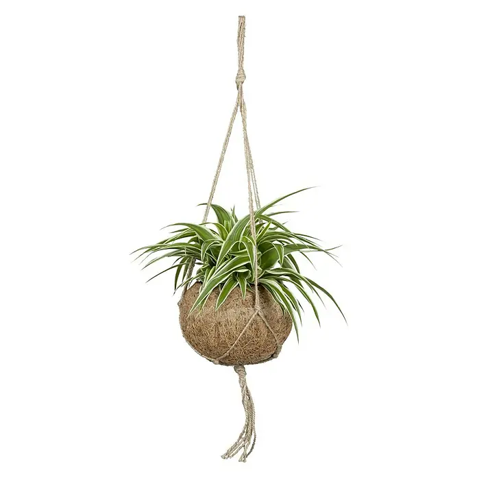 Piardino Zimmerpflanzen-Mix - Verschiedene Sorten, Topfgröße: 12 cm - Hängepflanze mit einer grünen Spinnenpflanze in einem Kokosnusstopf, aufgehängt an einer Juteschnur für eine natürliche Dekoration.