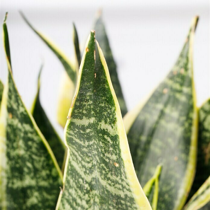 Piardino BogenhanfSansevieria trifasciata, Topfgröße: 17 cm, Blattfarbe: Gelb/Grün Detail Shot