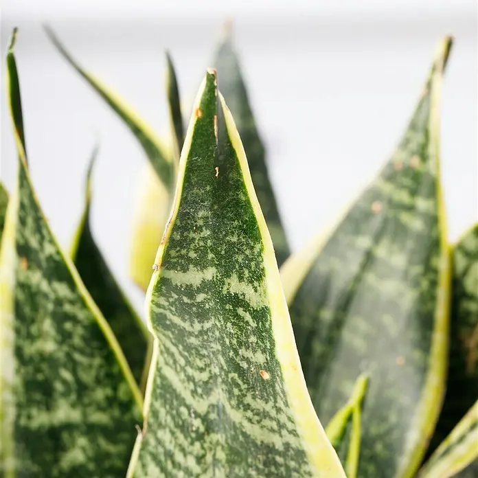 Piardino Bogenhanf - Sansevieria trifasciata, Topfgre: 17 cm, Blattfarbe:  Gelb-Grn online kaufen bei BAUHAUS