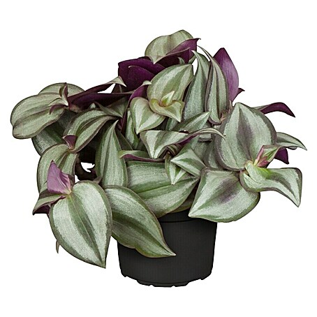 Piardino Zebrakraut (Tradescantia zebrina, Topfgröße: 12 cm, Blattfarbe: Grün/Weiß)