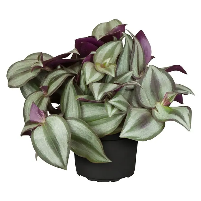 Piardino Zebrakraut - Tradescantia zebrina, Topfgröße: 12 cm, Blattfarbe: Grün/Weiß - Eine Tradescantia zebrina Zimmerpflanze in einem schwarzen Topf mit gestreiften, silbergrünen und violetten Blättern.