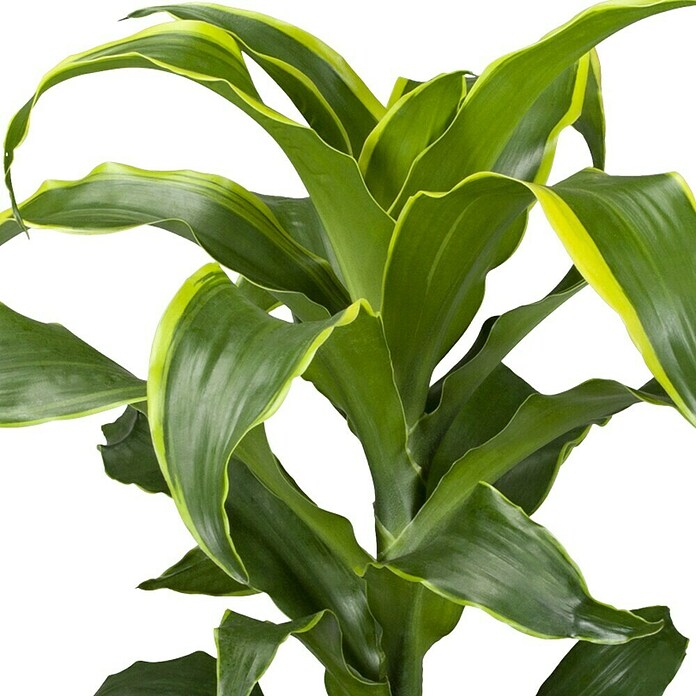 künstlicher drachenbaum Künstliche Dracaena Drachenbaum-Palme 2,20 Meter – Poochy-Couture