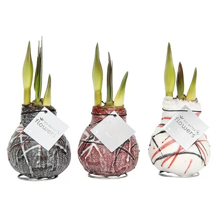 Piardino Amaryllis Waxz® van Gogh - Hippeastrum x Hybrid, Blütenfarbe: Rot, Rot - Vorderansicht