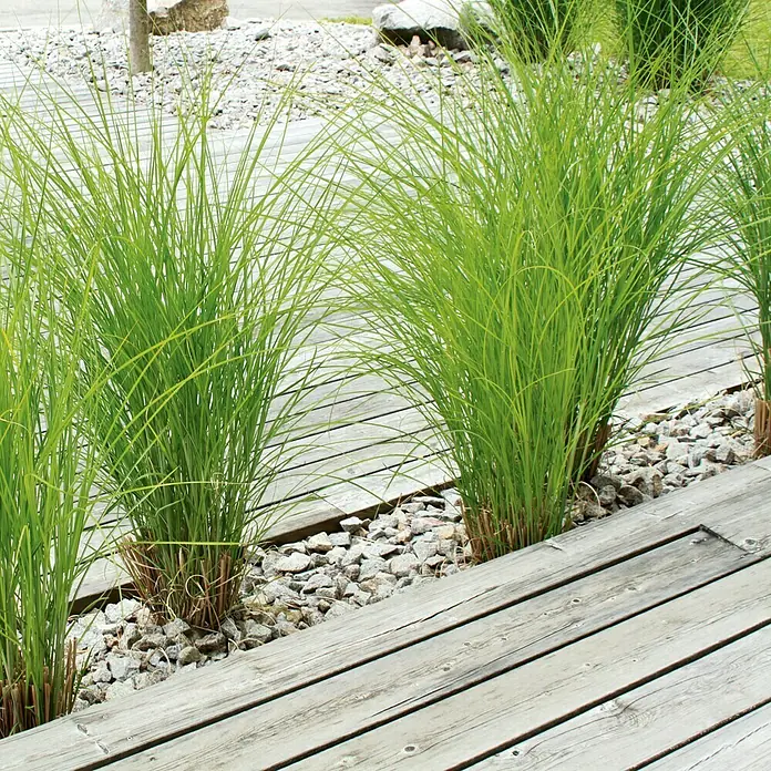 Tarima para terraza - Pino, 300 x 12 x 2,1 cm, Gris - Mechones de hierba decorativos adornan una pasarela de madera, enclavados en grava. El verde de las hierbas ofrece un contraste vibrante con la madera neutra.
