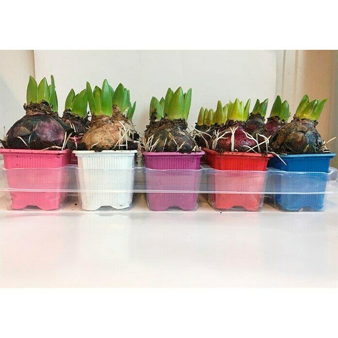 Hyacinthus orientalis 7 i.F. gem.