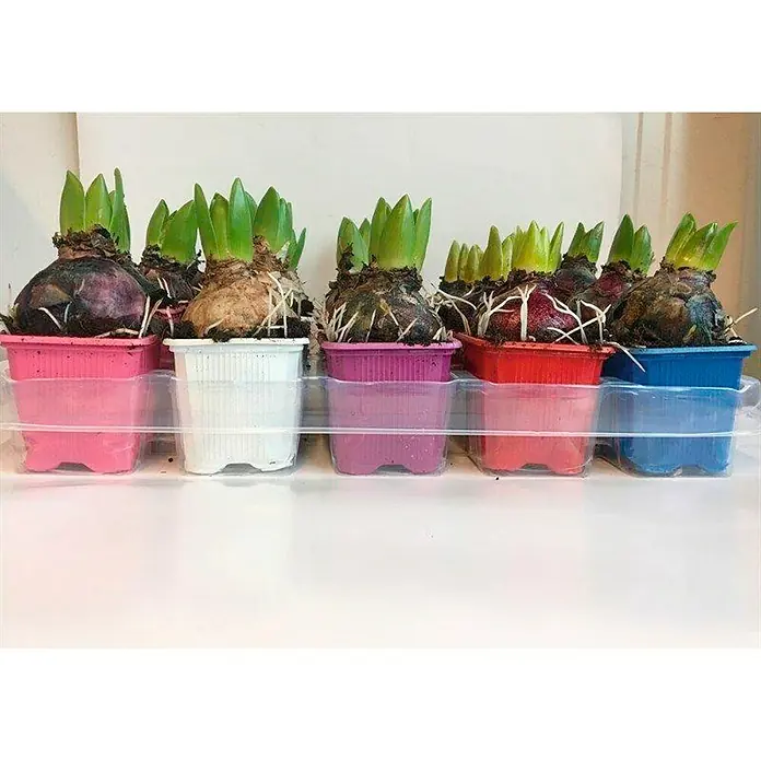 Piardino Frühlingsblumenzwiebeln Hyazinthe - Hyacinthus orientalis, Farben gemischt - Hyazinthenzwiebeln in bunten Töpfen, bereit zum Aufblühen und Verzaubern mit ihrer Schönheit. Die Farbenpracht erfreut das Auge.