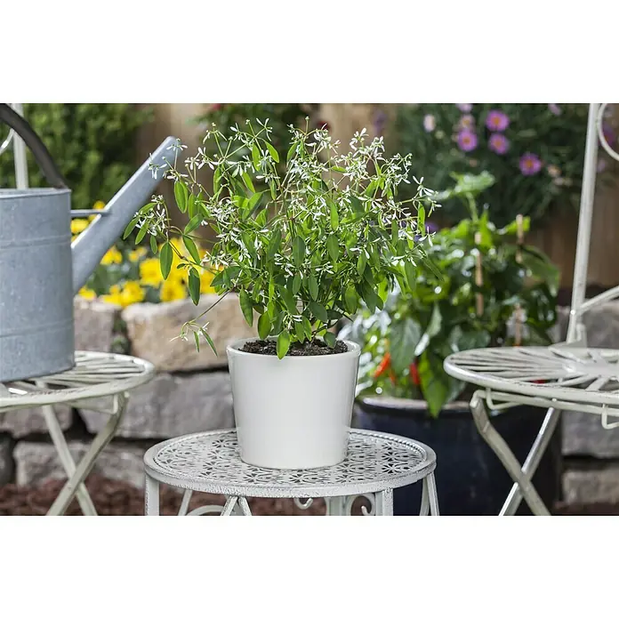 Piardino Zauberschnee - Euphorbia hypericifolia, Topfgröße: 13 cm, Weiß - Elegante Nahaufnahme einer Euphorbia hypericifolia 'Diamond Frost' Pflanze in einem weißen Topf, die auf einem verzierten Tisch steht.