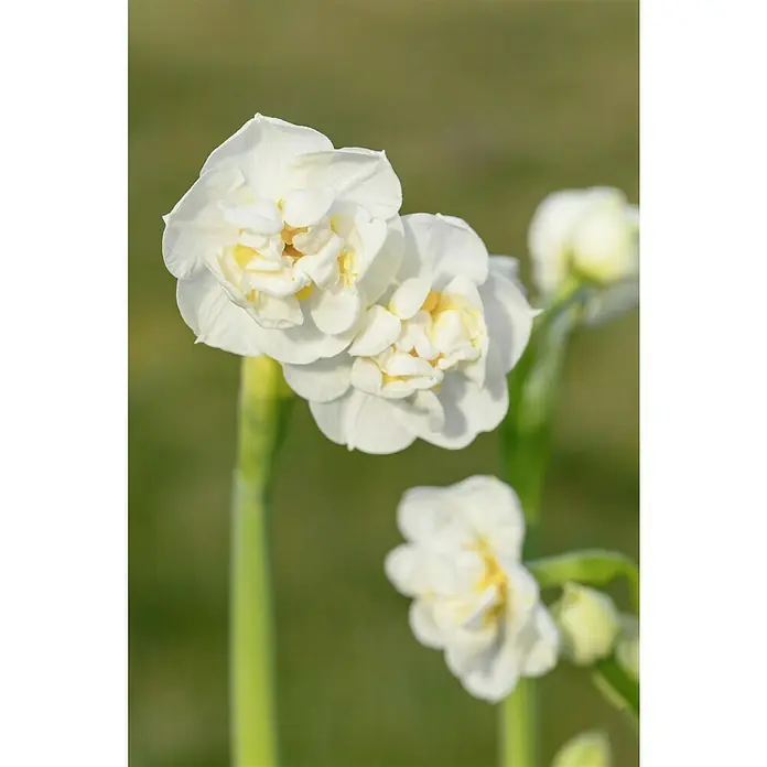 Piardino Frühlingsblumenzwiebeln Narzisse - Narcissus 'Bridal Crown' - Nahaufnahme von doppelten weißen Narzissenblüten mit gelben Akzenten, die ihre zarten Blütenblätter und die Frische des Frühlings zeigen.