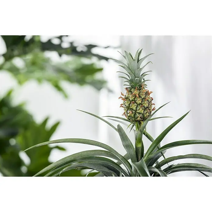 zimmerpflanze dunkelgrüne lange blätter Drachenbaum Dracaena Marginata Green Zimmerpflanze Ø27cm 190cm main image 1