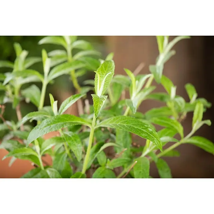 Piardino Sommerflieder - Buddleja davidii, Artenabhängig - Nahaufnahme einer grünen Pflanze mit spitz zulaufenden Blättern und einem hellen Streifen in der Mitte, die für eine natürliche Atmosphäre sorgt.
