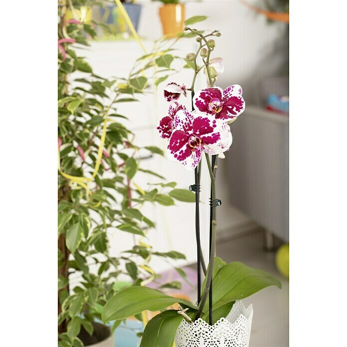 Schmetterlingsorchidee (Phalaenopsis , Topfgröße: 12 cm, Mehrfarbig, Anzahl Triebe: 2, Aufrecht)