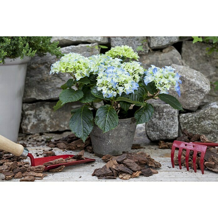 Piardino HortensieHydrangea macrophylla, Topfgröße: 19 cm, Blütenfarbe: Artenabhängig Mood Shot