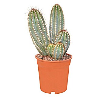 Cactus (Cactaceae, Tamaño de maceta: 6 cm)