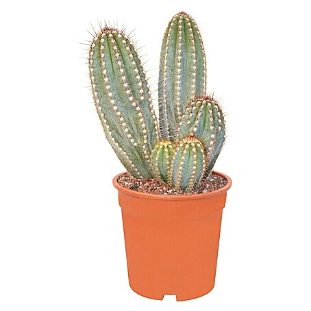 Cactus (Cactaceae, Tamaño de maceta: 6 cm)