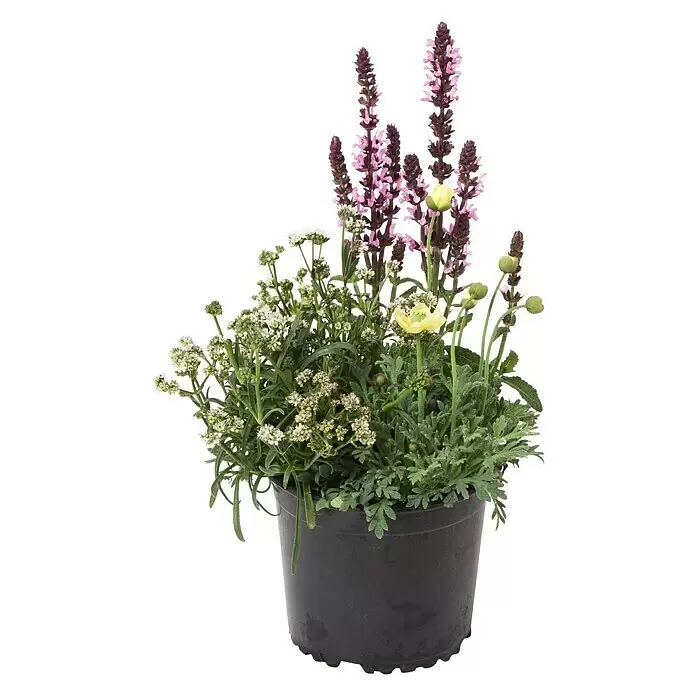 Piardino Stauden-Mix Trio - Topfgröße: 13 cm - Vorderansicht