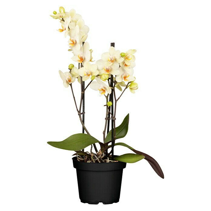 Piardino Schmetterlingsorchidee (Phalaenopsis multiflora, Topfgröße: 12 cm, Gelb, Anzahl Triebe: 2 - 3)