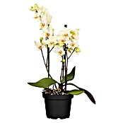 Piardino Schmetterlingsorchidee (Phalaenopsis multiflora, Topfgröße: 12 cm, Gelb, Anzahl Triebe: 2 - 3)