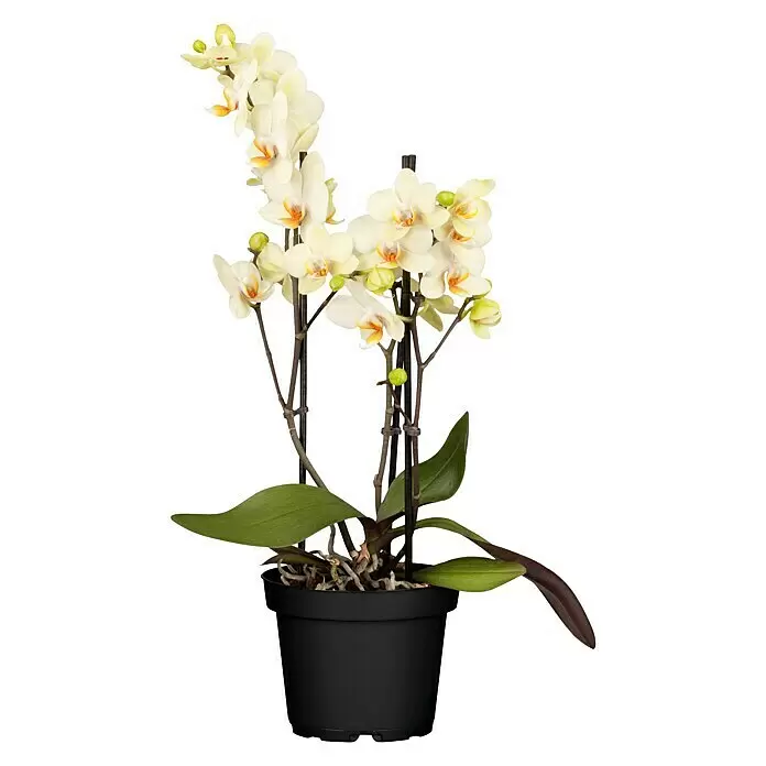 Piardino Schmetterlingsorchidee - Phalaenopsis multiflora, Topfgröße: 12 cm, Sortenabhängig, Anzahl Triebe: 2 Stk., Aufrecht - Getopfte hellgelbe Phalaenopsis Orchidee mit mehreren Blüten und Knospen in einem schwarzen Topf.