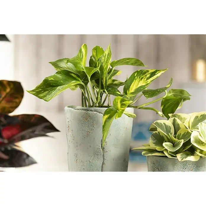 Piardino Efeutute - Epipremnum aureum, Topfgröße: 12 cm - Zimmerpflanze in einem Vintage-Topf mit einzigartigem Design. Ideale Dekoration für Zuhause und Büro, die eine natürliche und stilvolle Atmosphäre schafft.