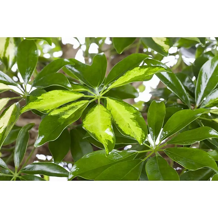 Piardino Strahlenaralie - Schefflera arboricola Gold Capella, Topfgröße: 17 cm, Gelb/Grün - Nahaufnahme einer glänzenden, grünen Schefflera Pflanze mit hellgrünen Akzenten auf den Blättern, die eine lebendige und natürliche Schönheit zeigt.