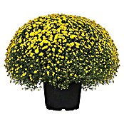 Piardino Herbst-Chrysantheme (Chrysanthemum indicum Hybride, Topfgröße: 33 cm, Blütenfarbe: Sortenabhängig)